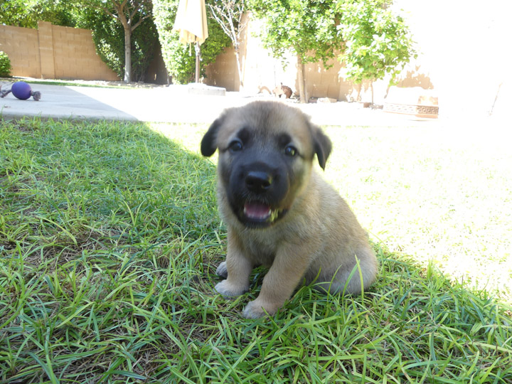 chinook dog